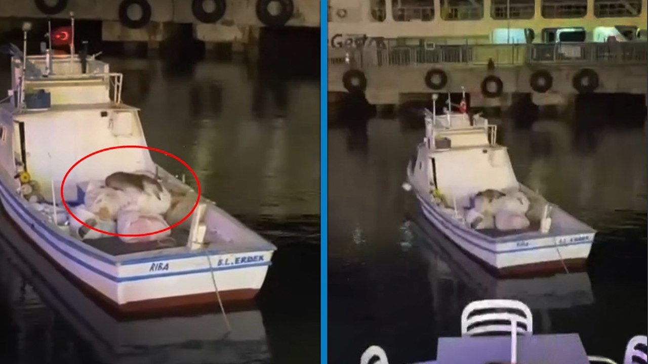 Erdek’te balıkçı teknesine çıkan su samuru görüntülendi