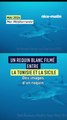 Un requin blanc fi