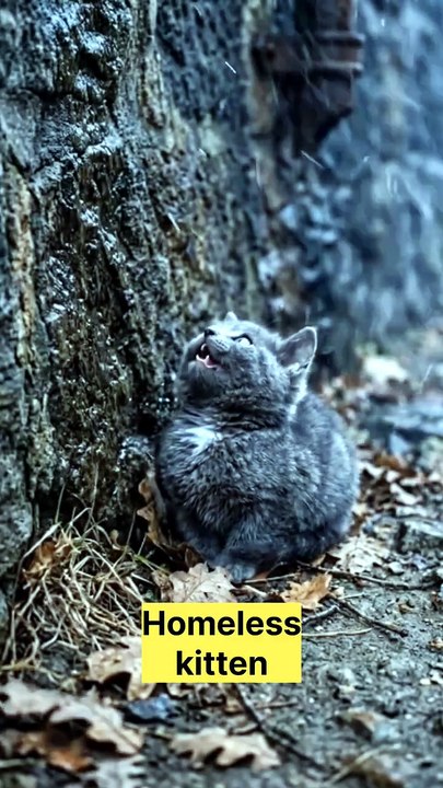 Homeless cute kitten rescued #ytshorts #motivation #cute #kitten #rescued #happy #satisfying #relax