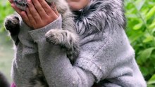 How Often should you feed your Cat Daily - FarmPally?
