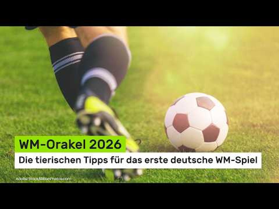 WM-Orakel 2026: Die tierischen Tipps für das erste deutsche WM-Spiel