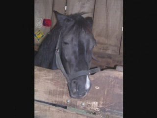 Poney mon club