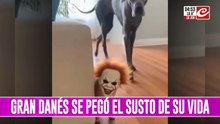 Gran danés se asusta de su compañero y el video se hace viral