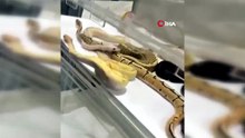 İstanbul'da bir evden 42 yılan çıktı! Ekipler neye uğradığını şaşırdı