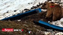 Karlı bölgede yiyecek arayan ayı kamerada