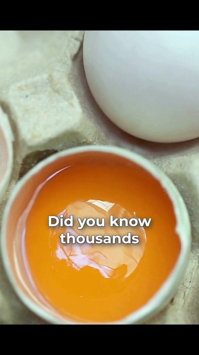 Paper Egg Tray in India | Best Eco-Friendly Egg Packaging Solution | Veena Egg Tray