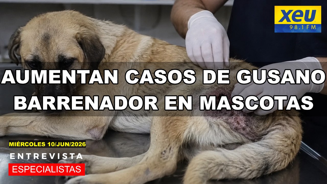 Aumentan casos de gusano barrenador en mascotas