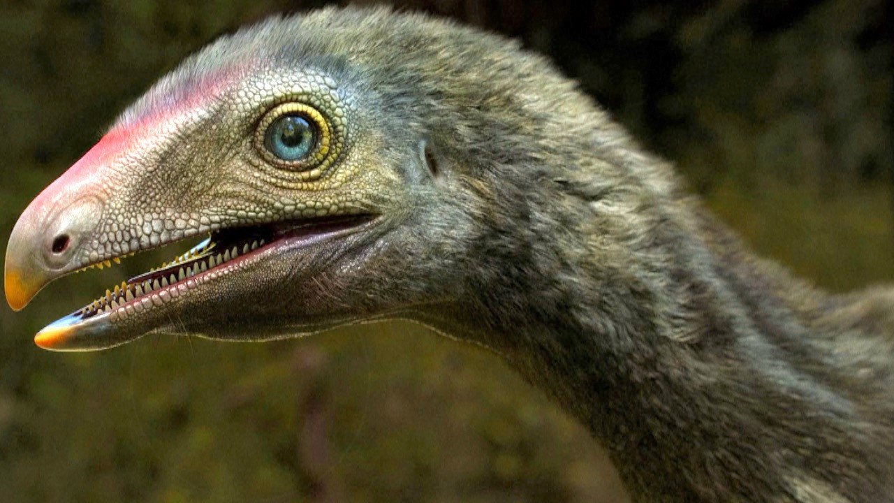 A closer look at Venetoraptor Gassenae, a pre-dinosaur fossil from Brazil