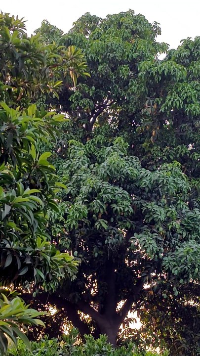 Mangoes 🥰