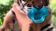 🐯 Amazing Tiger Facts You've Never Heard Before!