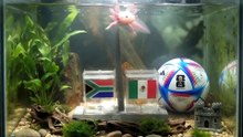 Mundial 2026: quién es Paco, el ajolote que podría convertirse en el nuevo oráculo
