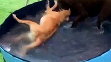 We only rate dogs. This is a whirlpool.