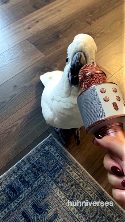 Jackson le cacatoès s’éclate avec un micro qui déforme sa voix !