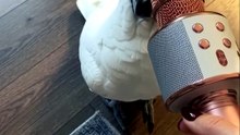 Jackson le cacatoès s’éclate avec un micro qui déforme sa voix !