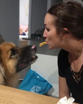 💕funny German Shepherd funny cute dog💕😍😍😍folow me plz