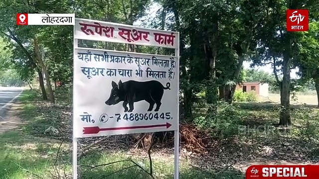 सूकर पालन से बदली लोहरदगा के रूपेश की किस्मत, हर महीने 8 लाख रुपये की हो रही कमाई, पढ़िए इनकी सक्सेस स्टोरी