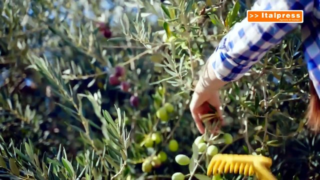 Olio extravergine sotto pressione: prezzi in calo e allarme frodi