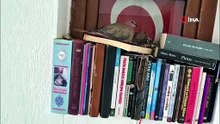 Muğla\'da kumrular bir evin kitaplığına yuva yaptı