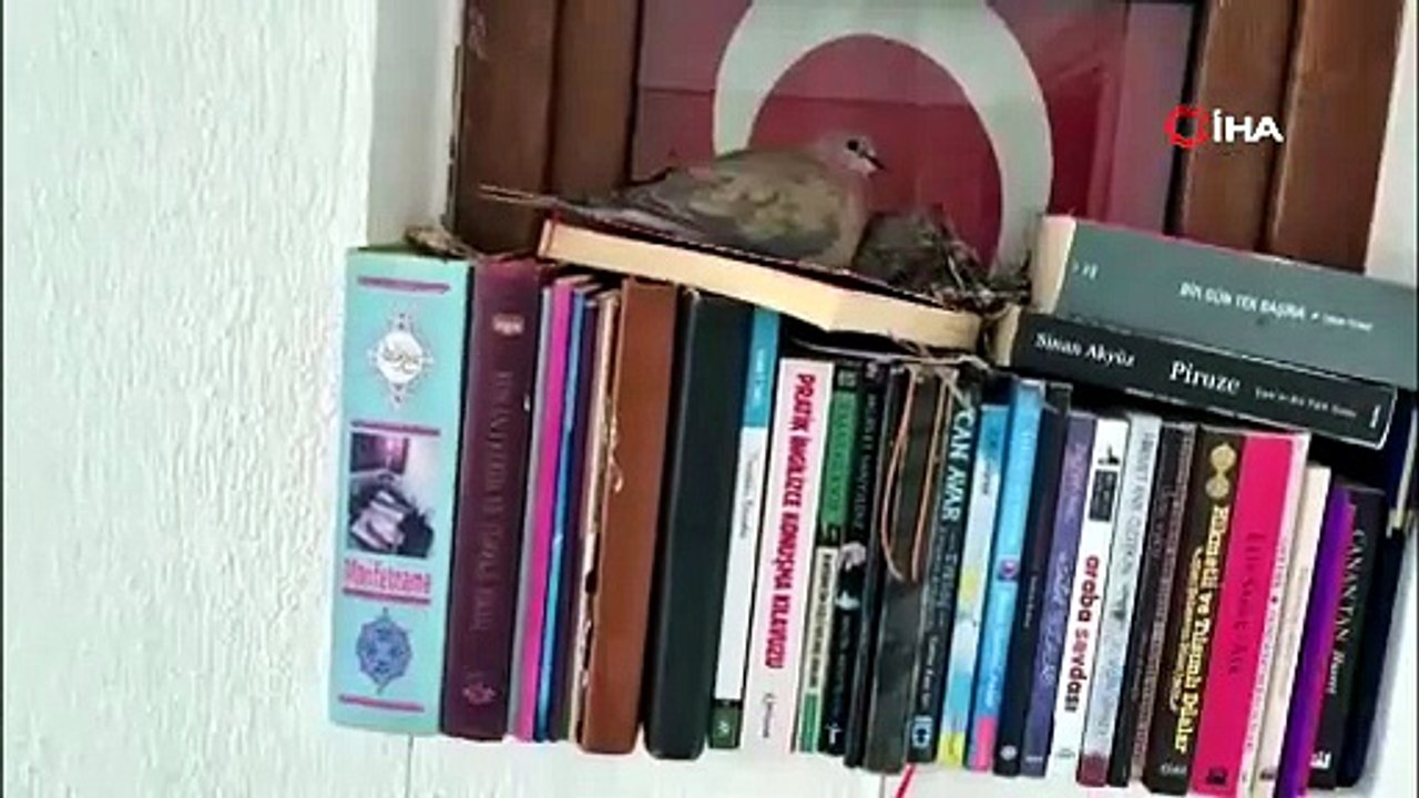 Muğla\'da kumrular bir evin kitaplığına yuva yaptı