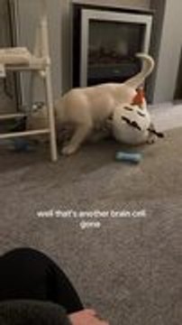 Golden Retriever Puppy Bumps It's Head While Playing Under Chair