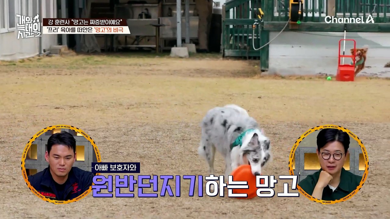 한 놈만 팬다! '프리'육아를 맡은 '망고'의 비극!?