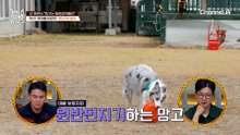 한 놈만 팬다! '프리'육아를 맡은 '망고'의 비극!?