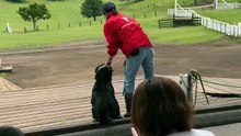 Ce chien de berger rassemble des moutons a une vitesse folle