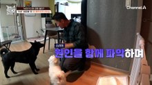 늑대개 '프리' 마음에 쏙! 든 강 훈련사의 리더십!