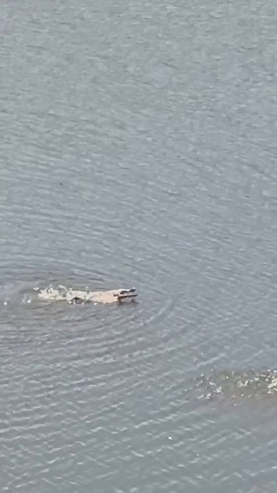 NYPD make dramatic arrest in Central Park lake