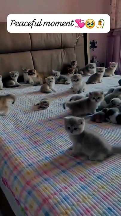 🐱 A Bed Full of Tiny Kittens – Too Cute to Handle! 😍