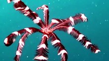 Ancient Creatures That Outlived Dinosaurs