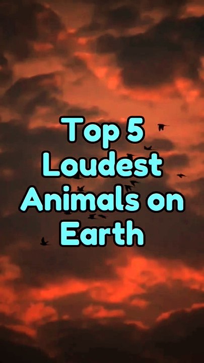 Top 5 Loudest Animals