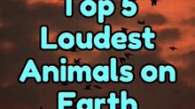 Top 5 Loudest Animals