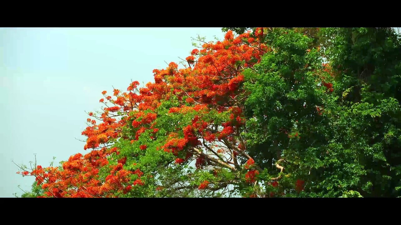Oranges 5