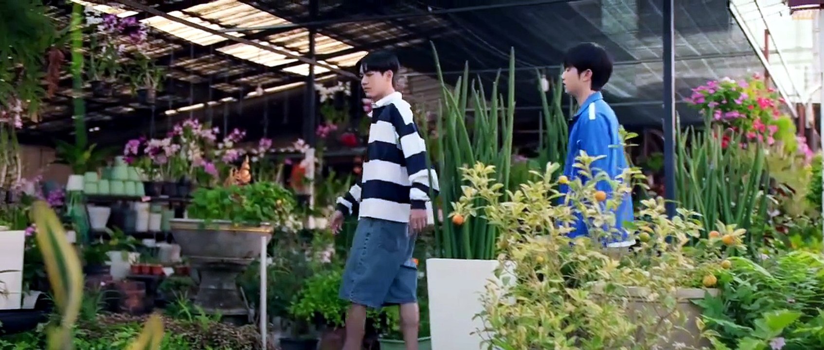 When Oranges Fall Ep 5 Engsub
