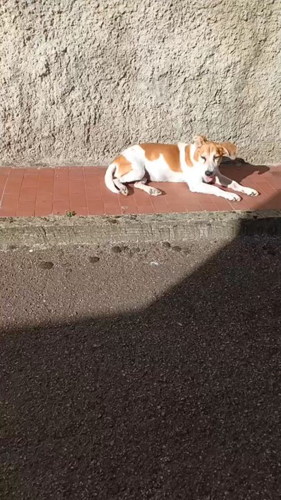 Penny