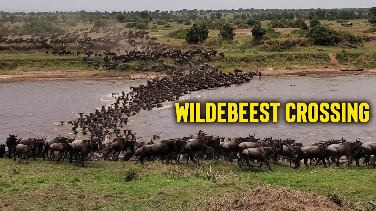 Incredible spectacle of wildebeest crossing the river en route to Lamai Wedge (Serengeti)