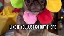 King Chilli The Pug