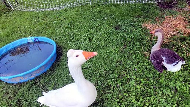 Lemongrab and Tooey have invited you to beat the heat in their swimming pool. | #SparklegleamFarm #Tooey #Lemongrab #farm #geese #farmanimals #soft #cute