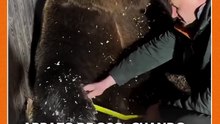El tierno abrazo de oso que se viralizó a través de Instagram de Somos Jujuy