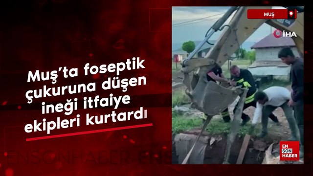 Muş’ta foseptik çukuruna düşen ineği itfaiye ekipleri kurtardı