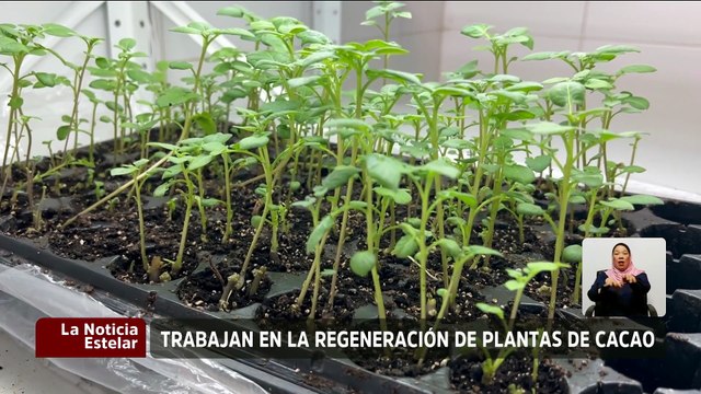 Científicos venezolanos trabajan en el mejoramiento genético de las plantas de cacao
