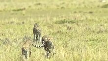 Dramatic Wildlife Encounter Brave Warthog Fights Back During High Speed Cheetah Chase