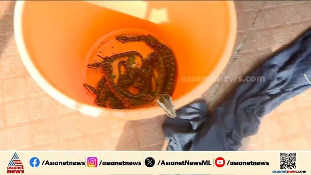 തൃശ്ശൂർ പൂങ്കുന്നത് വീട്ടിൽ മലമ്പാമ്പ്; രണ്ട് ദിവസം കൊണ്ട് പിടികൂടിയത് 18 പാമ്പിനെ