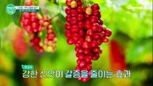 기력 보충에 최고, ‘땀 뚝!’ 오미자 냉차 만들기