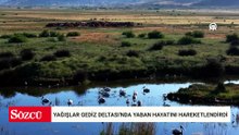 Yağışlar Gediz Deltası'nda yaban hayatını hareketlendirdi