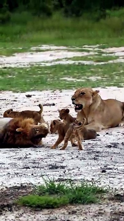 Adorable Lion Cubs Growing in Wild