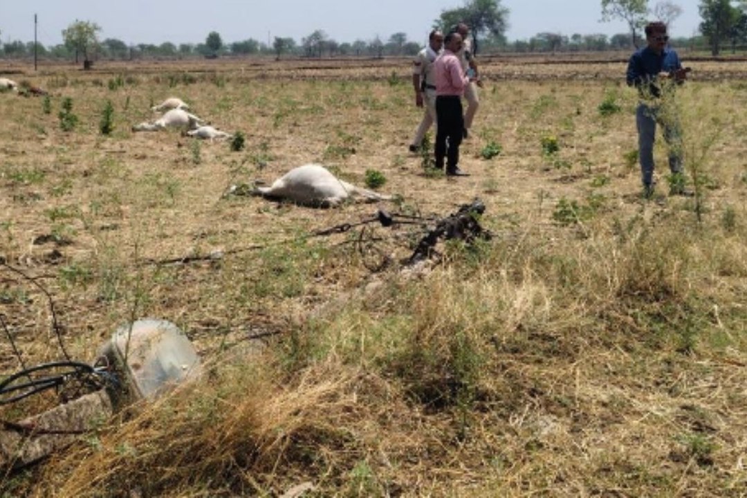 बिजली विभाग की बड़ी लापरवाही, राजनांदगांव में जर्जर बिजली पोल गिरने से 14 मवेशियों की हुई मौत
