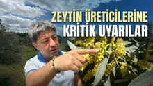 El Nino Zeytini Nasıl Etkileyecek? Uzmandan Kritik Değerlendirme