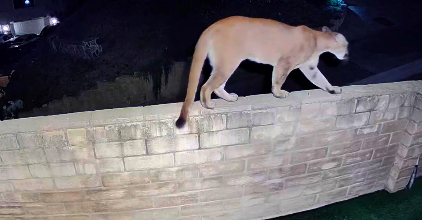 The story behind Cougar Corridors across nine states